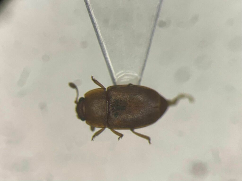 Epuraea pallescens