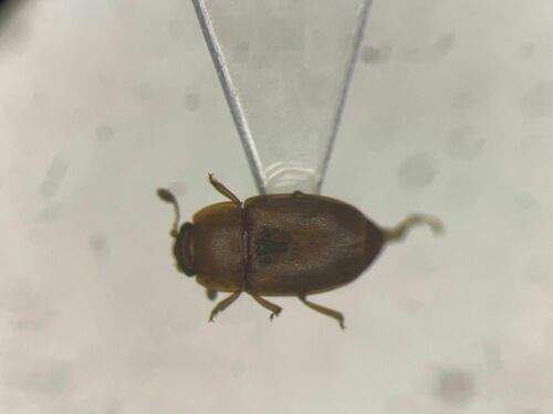 Epuraea pallescens