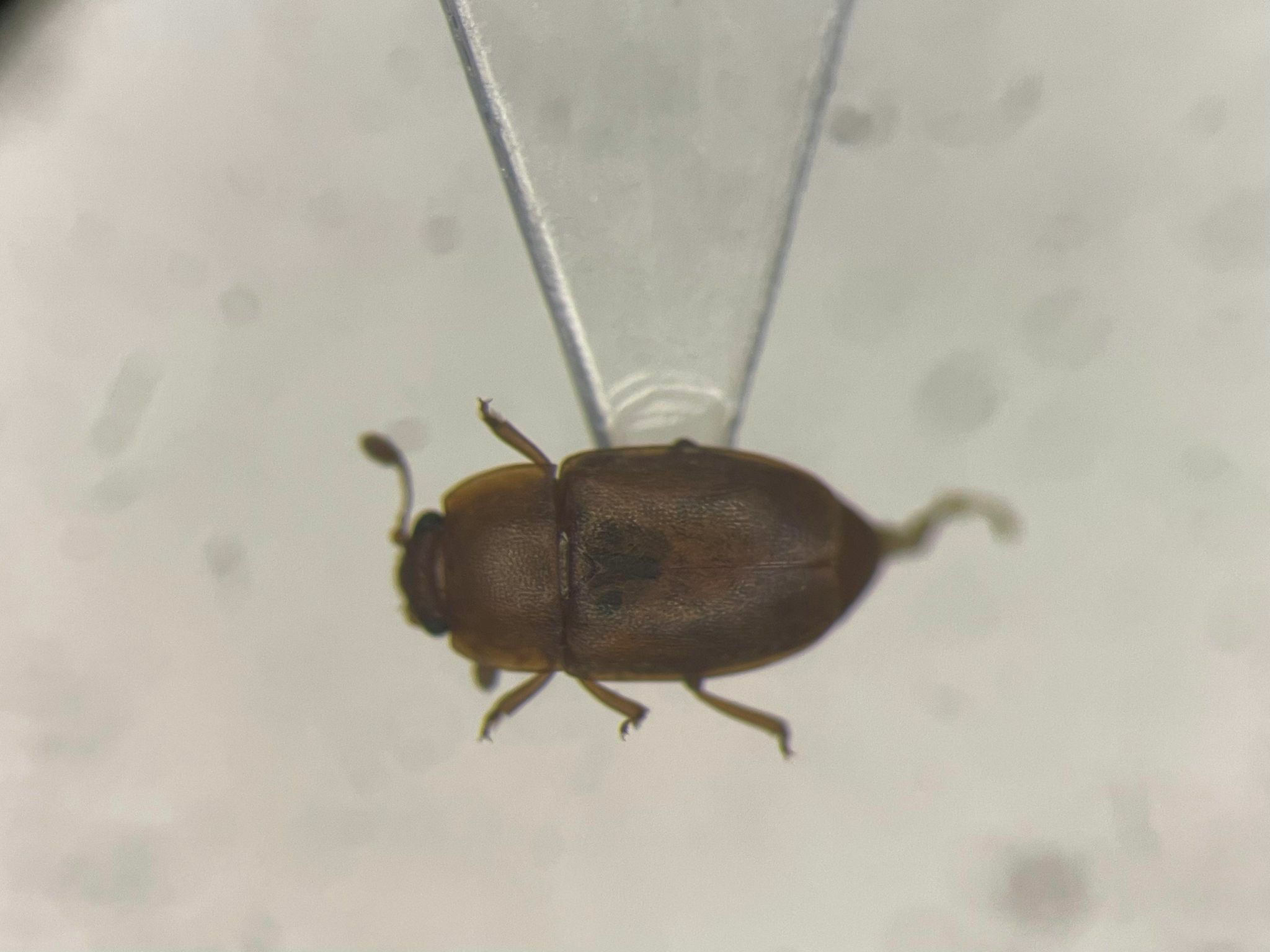 Epuraea pallescens