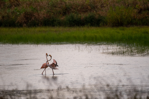 American Flamingo photographed in Oregon