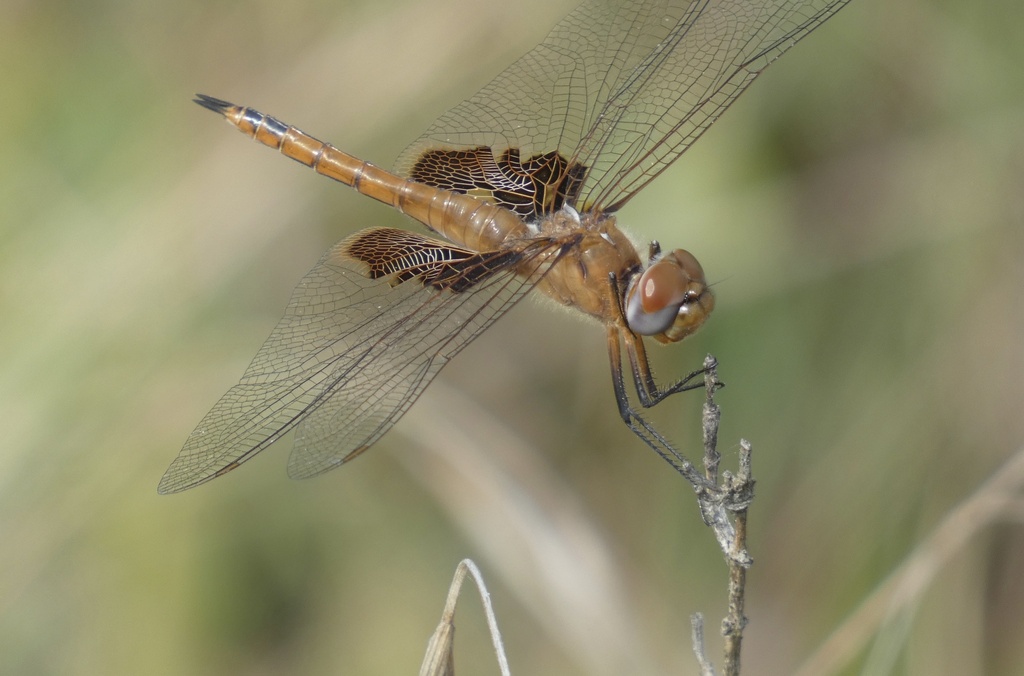 Red Saddlebags