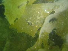 Polycera hedgpethi image