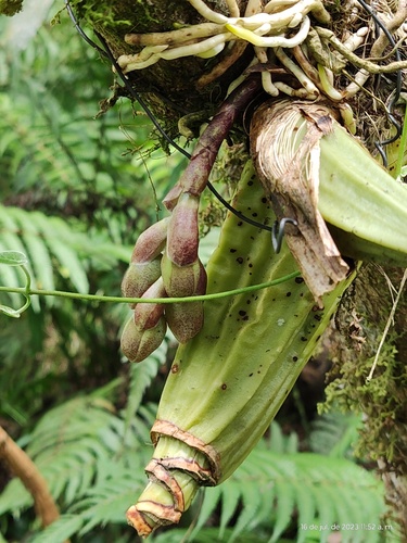 Acineta superba, photograph 2