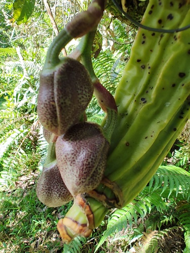 Acineta superba, photograph 3