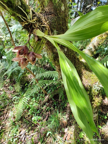 Acineta superba, photograph 6