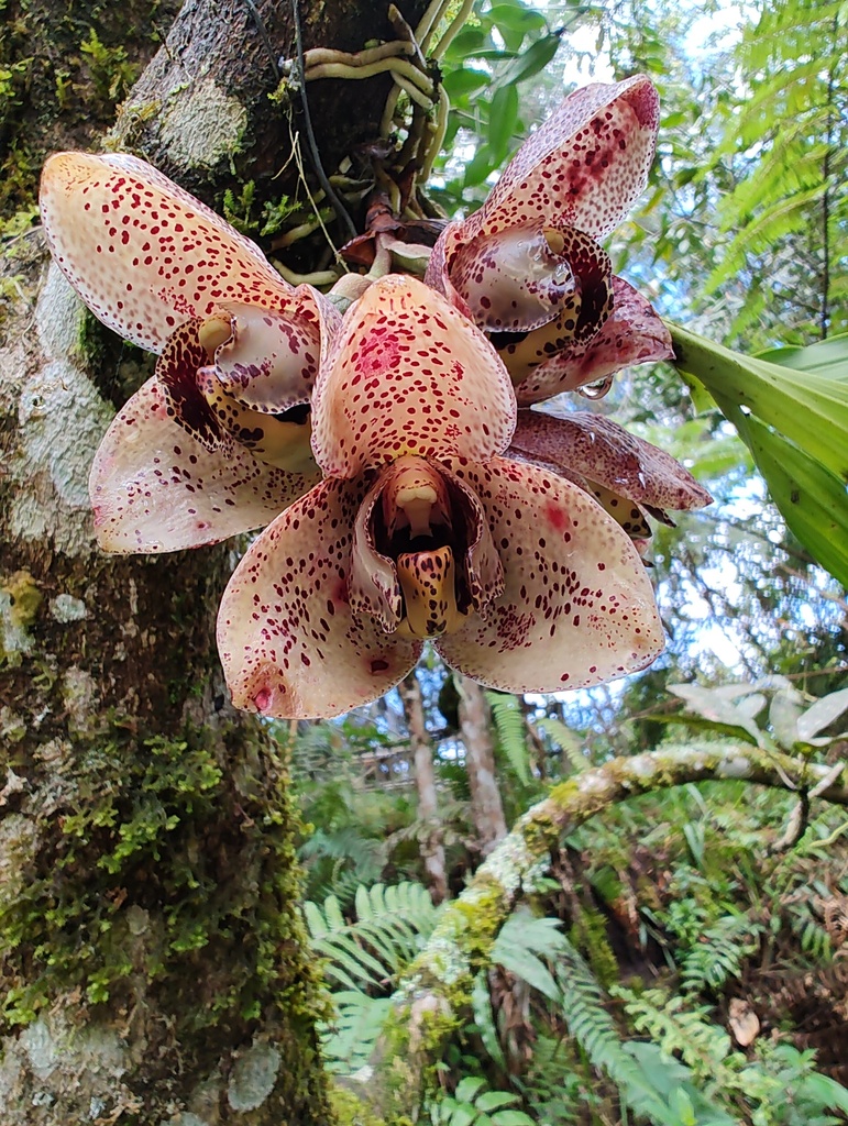 Acineta superba