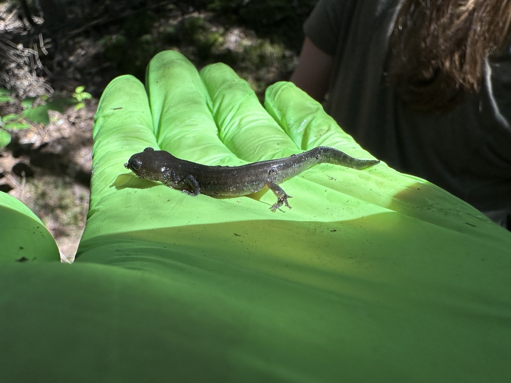 Bluespotted Salamander from Skyline AcresSouthwood Park, Fredericton