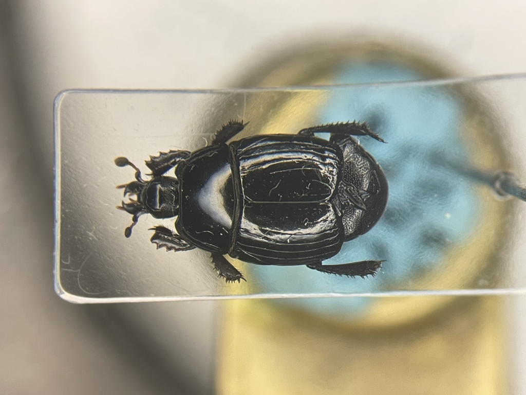 Margarinotus egregius