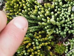 Diphasiastrum alpinum image
