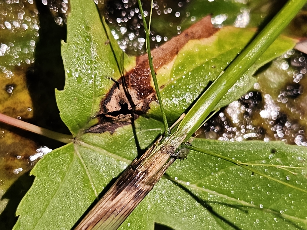 Rhopalosiphum nigrum