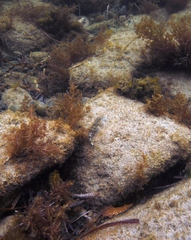 Lepidoblennius marmoratus