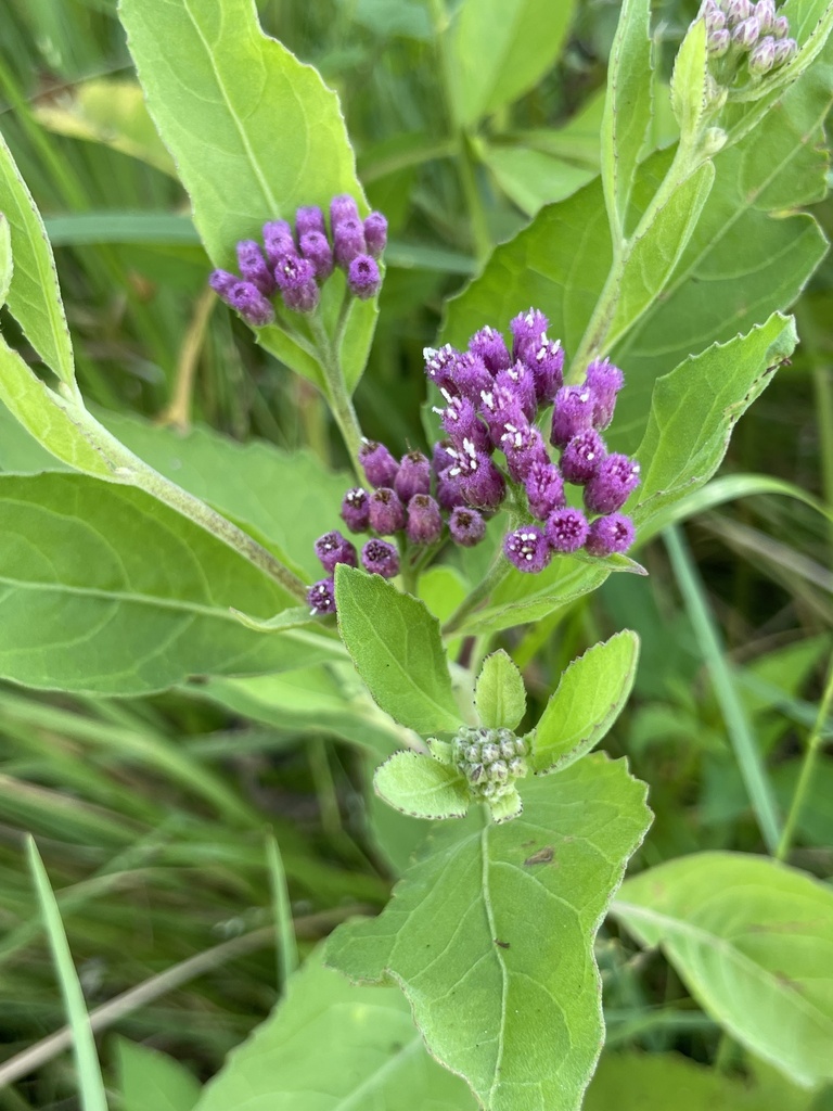 Marsh Fleabane From Indian Riverside Park Jensen Beach FL US On marsh-fleabane-from-indian-riverside-park-jensen-beach-fl-us-on