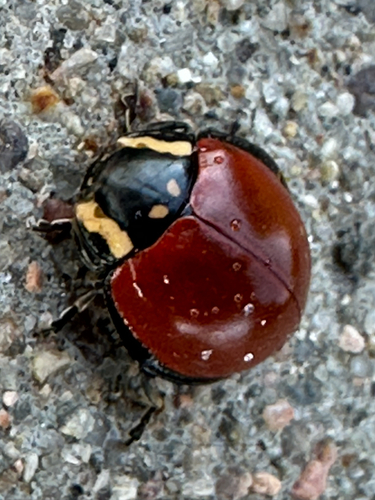 LeConte's Giant Lady Beetle