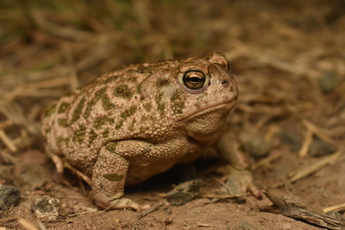 Great Plains Toad