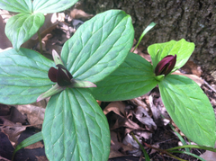 Trillium sessile