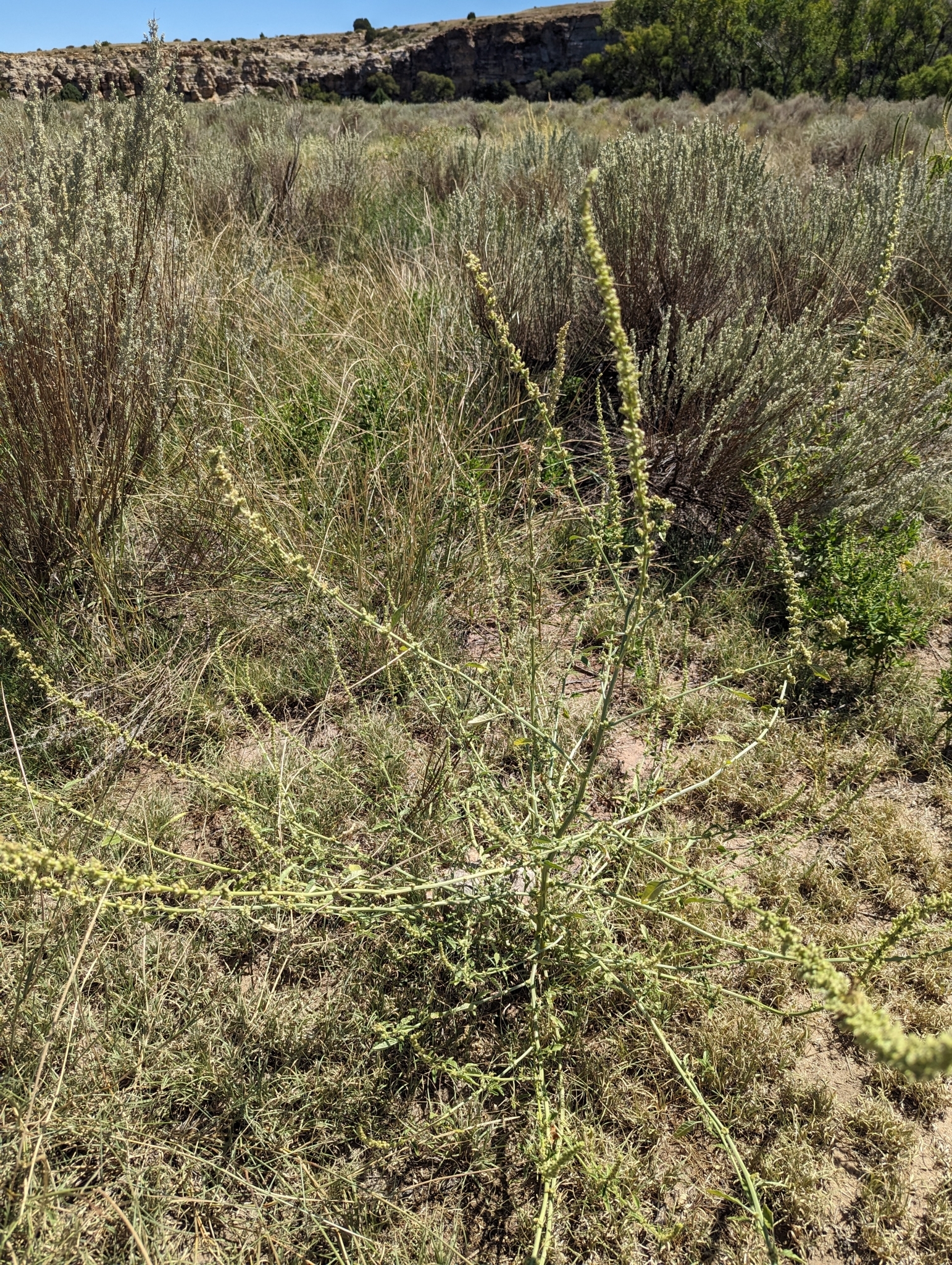 Amaranthus wrightii