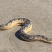 Stokes' Sea Snake - Photo (c) jarrahdog, some rights reserved (CC BY-NC)