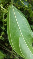 Scepocarpus trinervis image