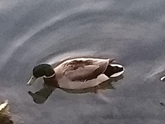 Anas platyrhynchos