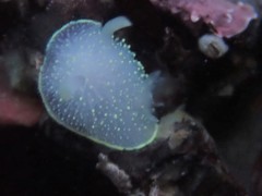 Acanthodoris hudsoni