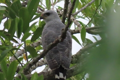 Buteo nitidus image