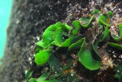 Dictyosphaeria sericea