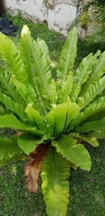 Asplenium nidus