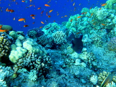 Pseudobalistes fuscus