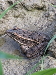 Northern Leopard Frog photo 2