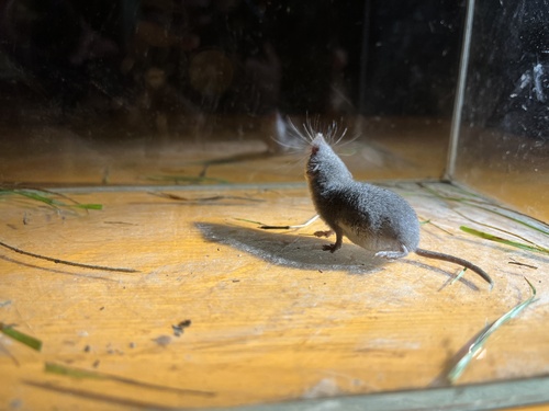 South European White-toothed Shrew, photo 2 of 10