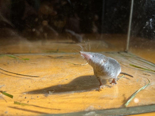 South European White-toothed Shrew, photo 3 of 10
