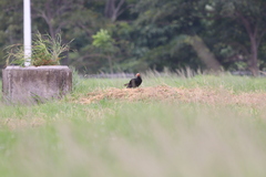 Cathartes burrovianus image