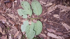 Peponidium