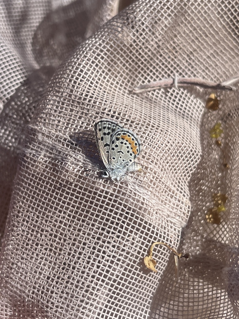 Philotes pallescens