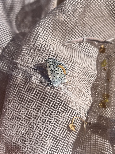 Philotes pallescens