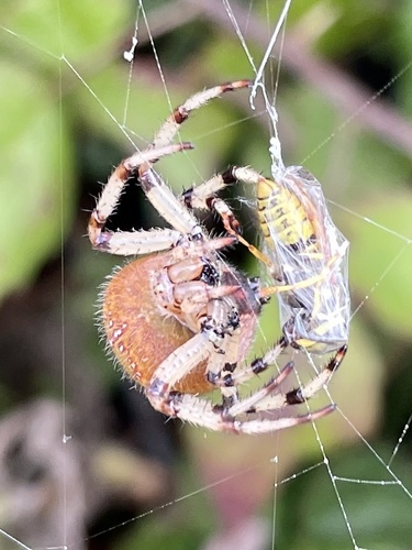 Shamrock Orbweaver photo 6
