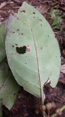 Peponidium