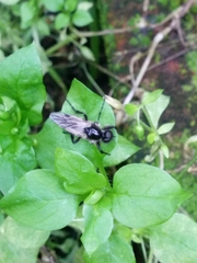 Bibio albipennis