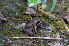 Lithobates sylvaticus image