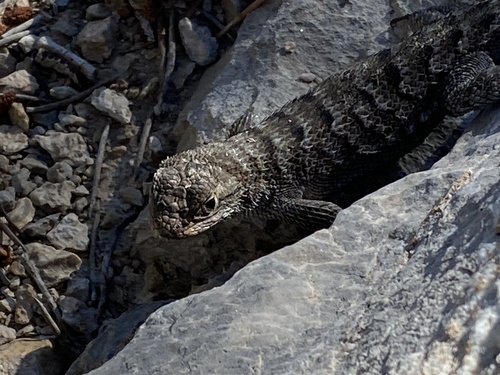 iNaturalist observation photo of Western Fence Lizard