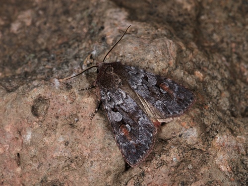 Vaccinium xestia moth