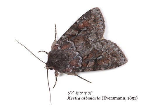 Vaccinium xestia moth