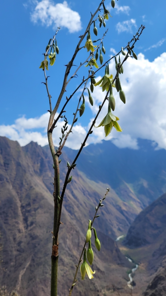 Furcraea andina, Pichaunuyoc, 08710, Peru
