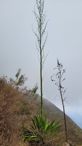Furcraea andina