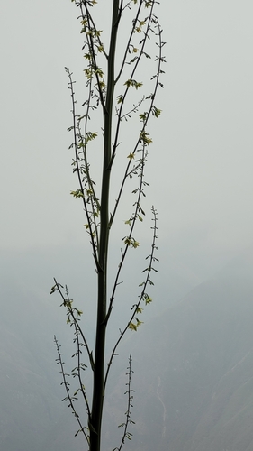 Furcraea andina