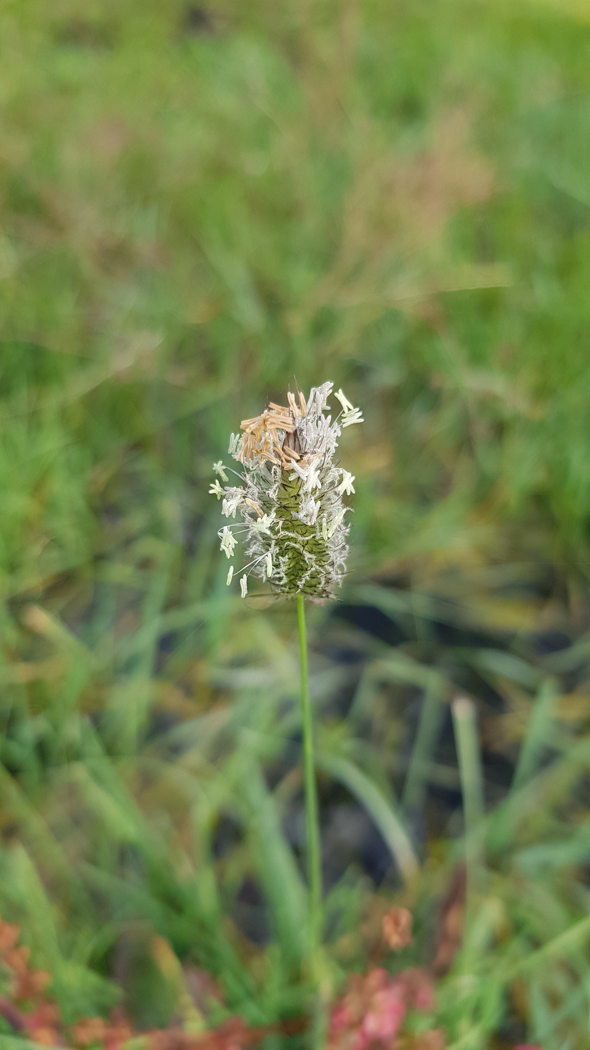 Alopecurus brachystachyus