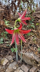 amaryllis (Hippeastrum): origin and uses — photo 3