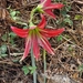 amaryllis (Hippeastrum): origin and uses — photo 3