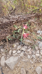 (c) Frank Dietze, some rights reserved (CC BY) Hippeastrum machupijchense, photograph (c) Frank Dietze, some rights reserved (CC BY)