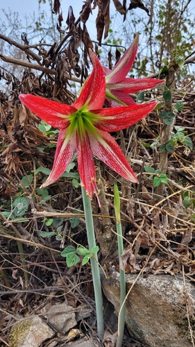 Hippeastrum machupijchense, photograph 3